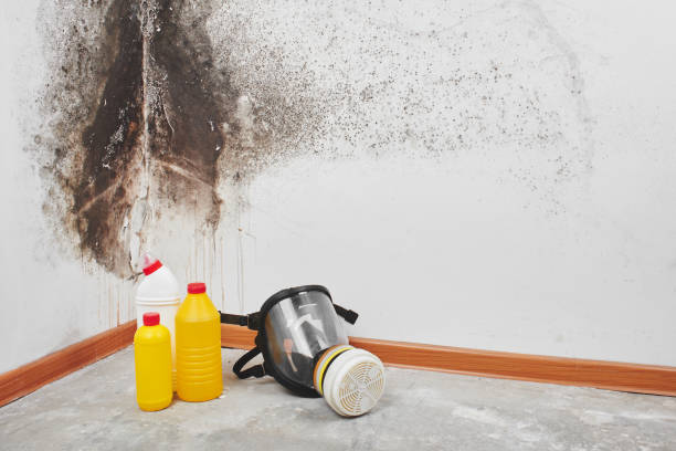 Best Toxic Mold Removal  in Mount Healthy, OH