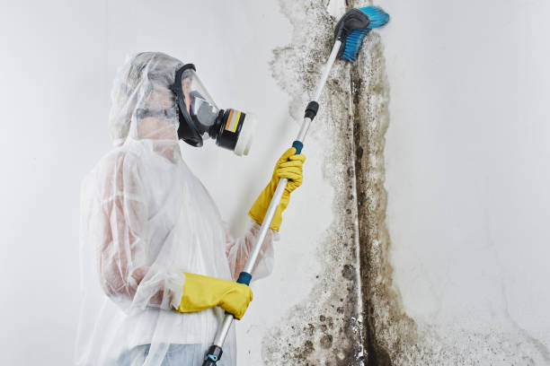 Best Mold Removal Company Near Me  in Mount Healthy, OH