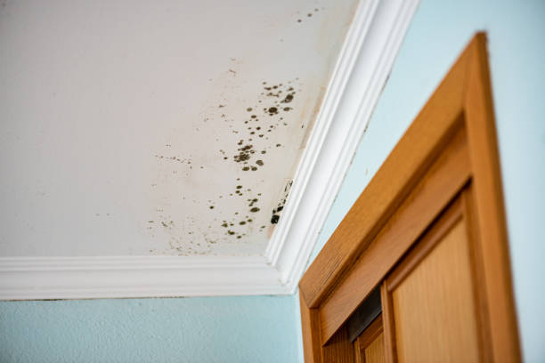 Best Black Mold Removal  in Mount Healthy, OH