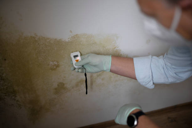 Best Home Mold Removal  in Mount Healthy, OH