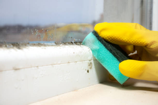 Best Affordable Mold Removal  in Mount Healthy, OH