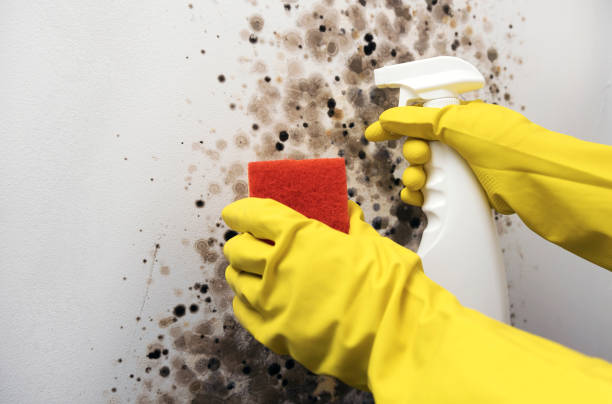 Best Home Mold Removal  in Mount Healthy, OH