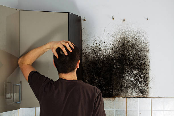 Best Mold Damage Repair  in Mount Healthy, OH